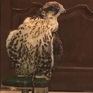 Meet your Posher, Khaled